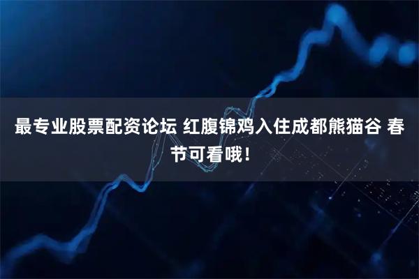 最专业股票配资论坛 红腹锦鸡入住成都熊猫谷 春节可看哦！